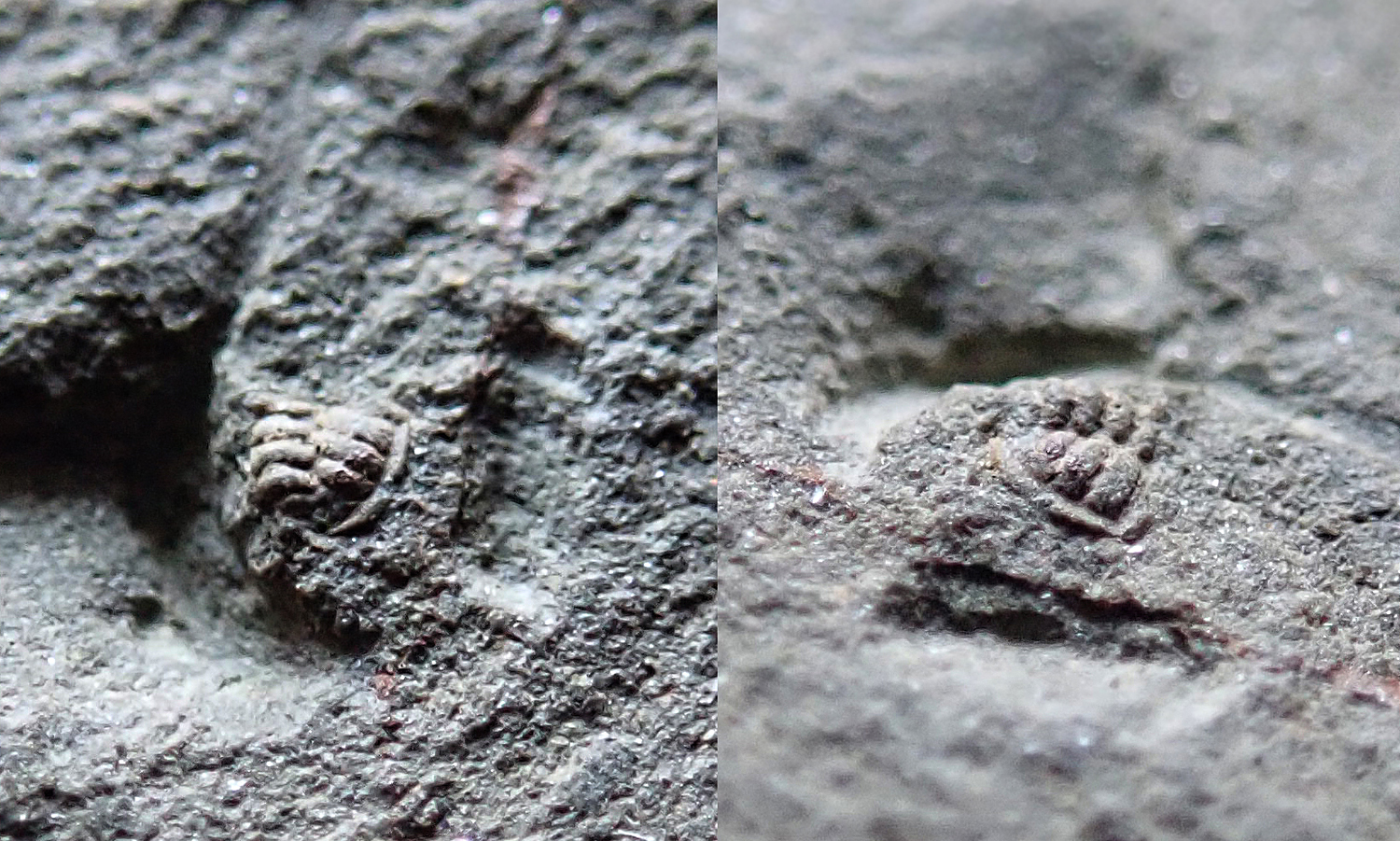 Nekompletní pygidium, 2 mm (sag), Jince
