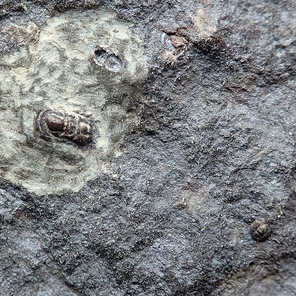 5 mm (sag), Jince