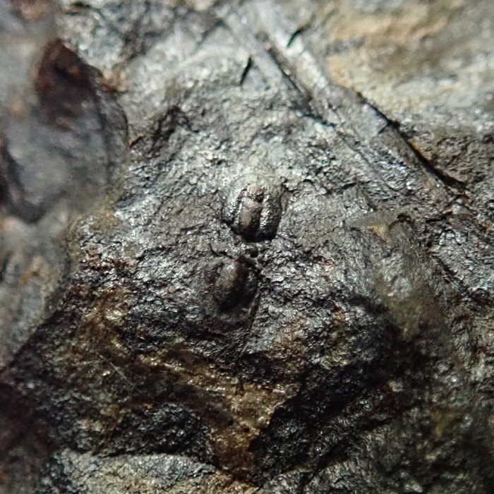 4 mm (sag), Felbabka, horizont s Paradoxides, 2023