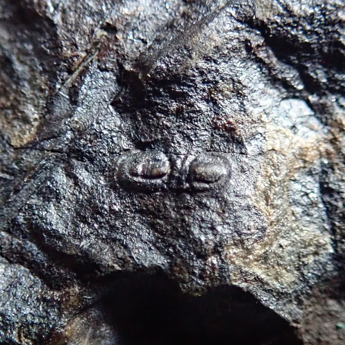 4 mm (sag), Felbabka, horizont s Paradoxides, 2023