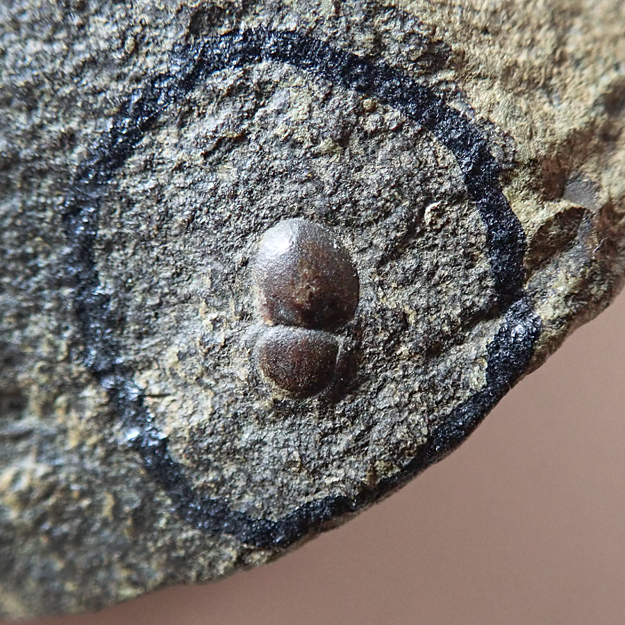 7 mm (sag), Jince