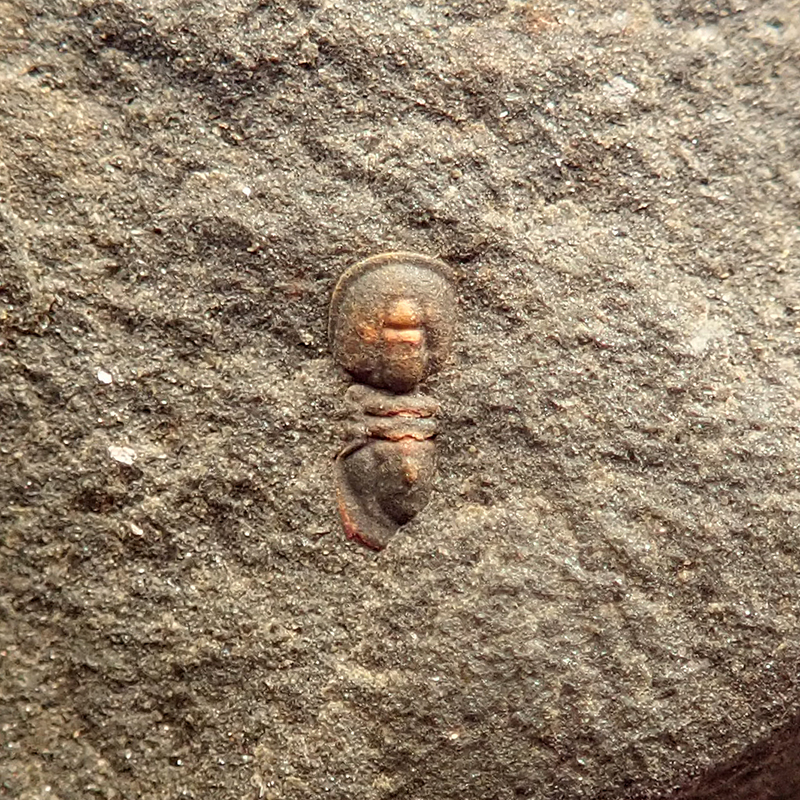 3 mm (sag), Jince-Vystrkov (biozóna s trilobitem Ellipsocephalus hoffi), 2024