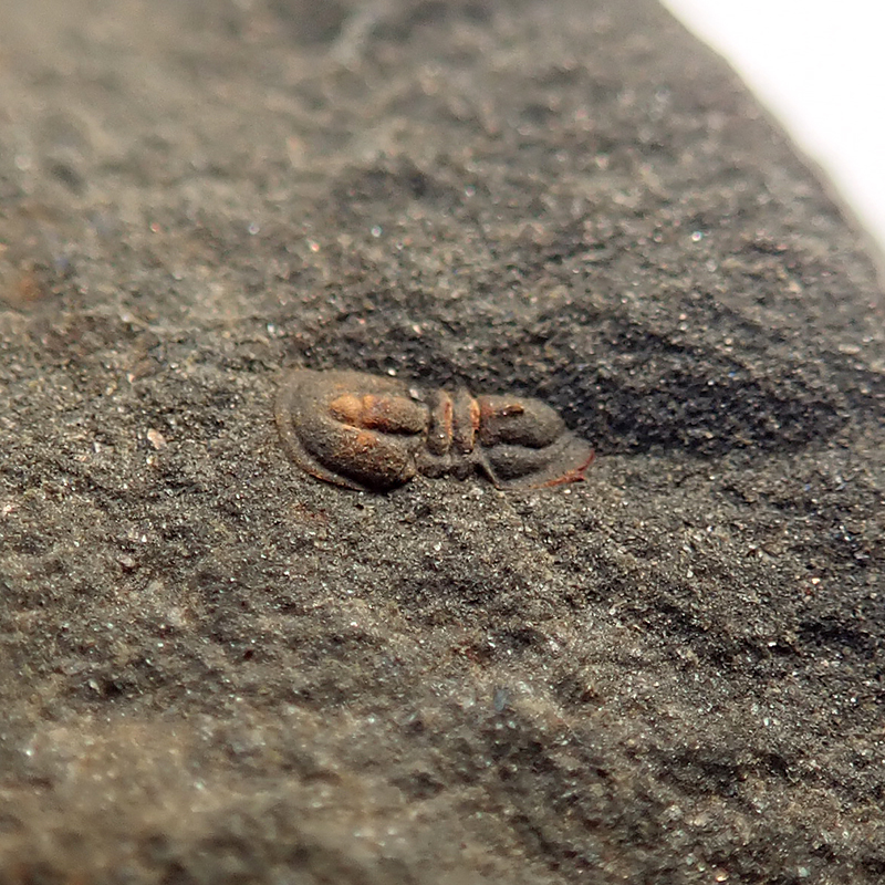 3 mm (sag), Jince-Vystrkov (biozóna s trilobitem Ellipsocephalus hoffi), 2024